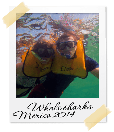 Whale sharks, Mexico 2014